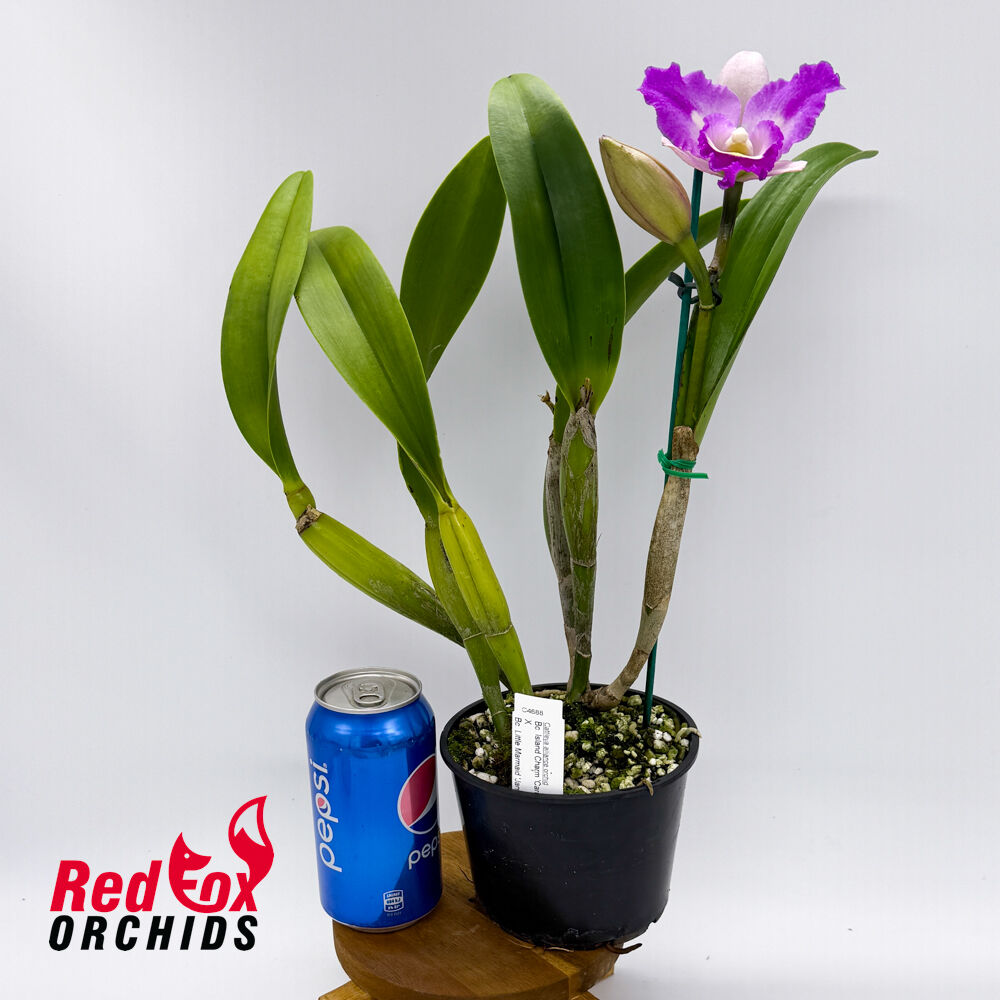 Brassocattleya Island Charm 'Carmela' X Bc. Little Marmaid 'Janet'
