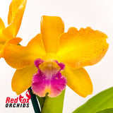 Cattlianthe Susan Holcombe X Ctt. Topaz Saucy