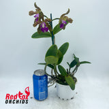 Cattleya (tigrina X Topaz Lullaby) X C. (Lulu X schilleriana)