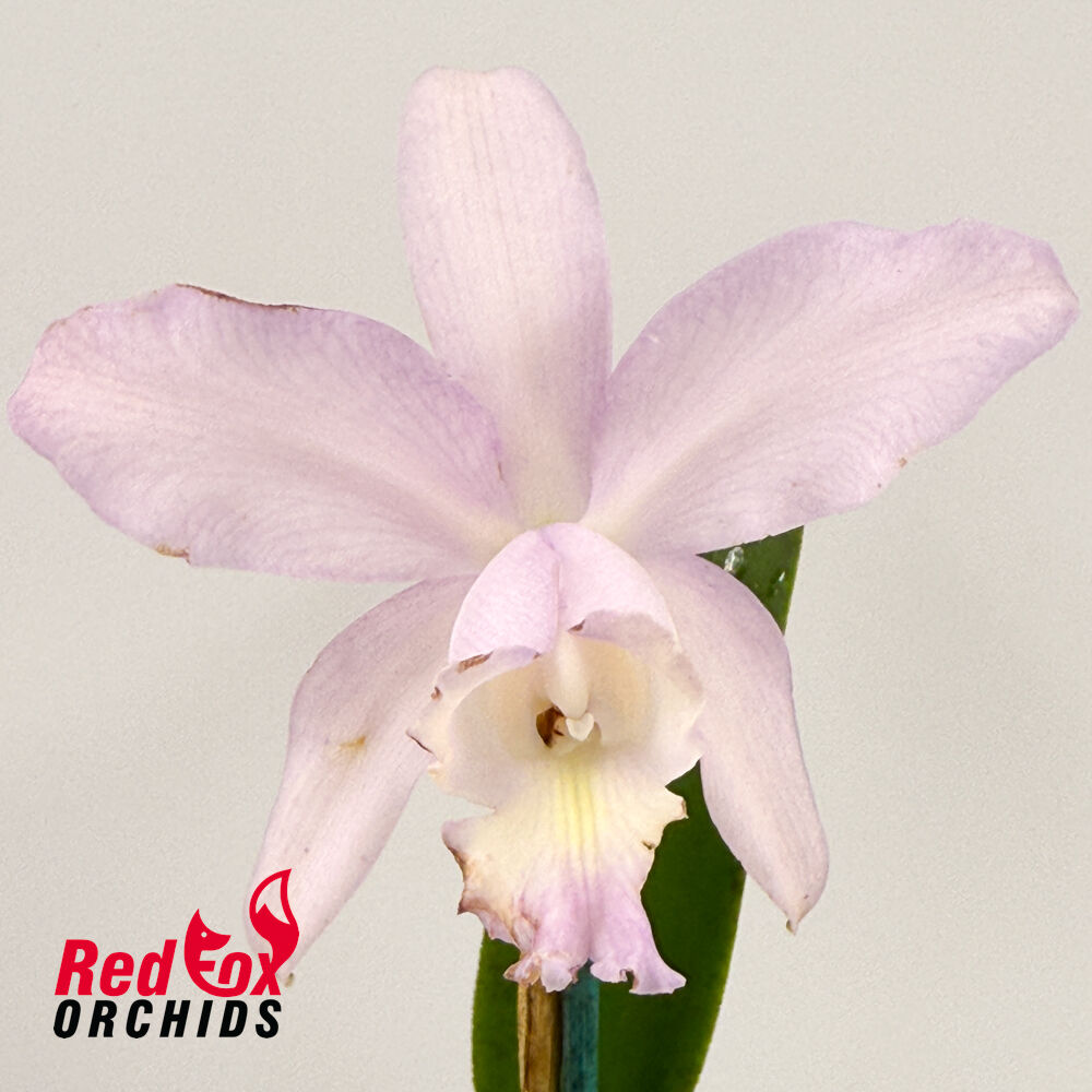 Cattleya Betsy's Azure Sea X C. loddigesii coerulea 'Bluest'
