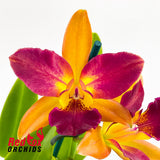 Brassolaeliocattleya Glenn Maidment 'Aranbeem' X Blc. (Hawaiian Passion X Aussie Sunset)