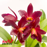 Potinara Caramelo