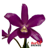 Cattleya bowringiana X Lc. (Susan Holcombe X Chocolate Drop) 'Quality Chocolate'
