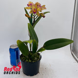 Cattlianthe Topaz Saucy X Rlc. Princely