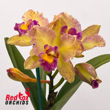 Cattlianthe Topaz Saucy X Rlc. Princely