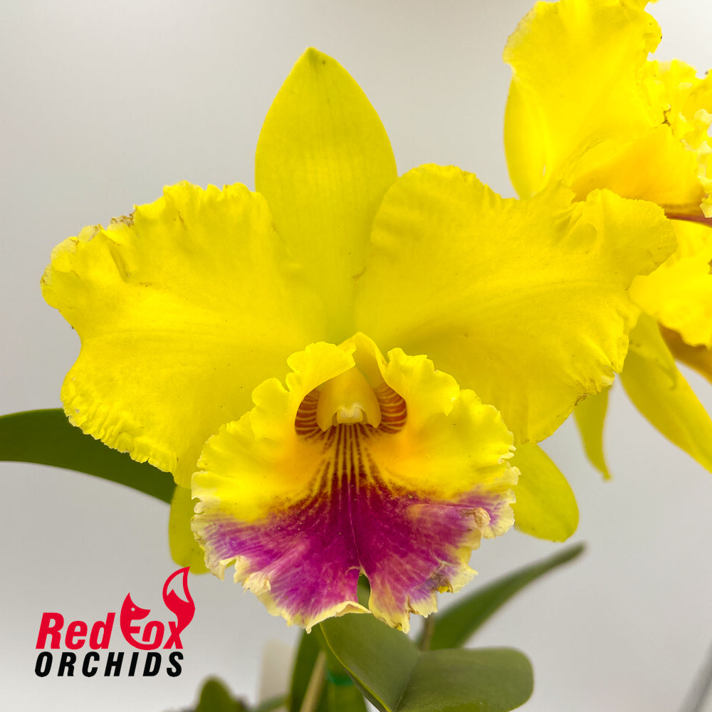Brassolaeliocattleya Arom Gold X Blc. Ann-Marie Hudson 'Golden Crown'