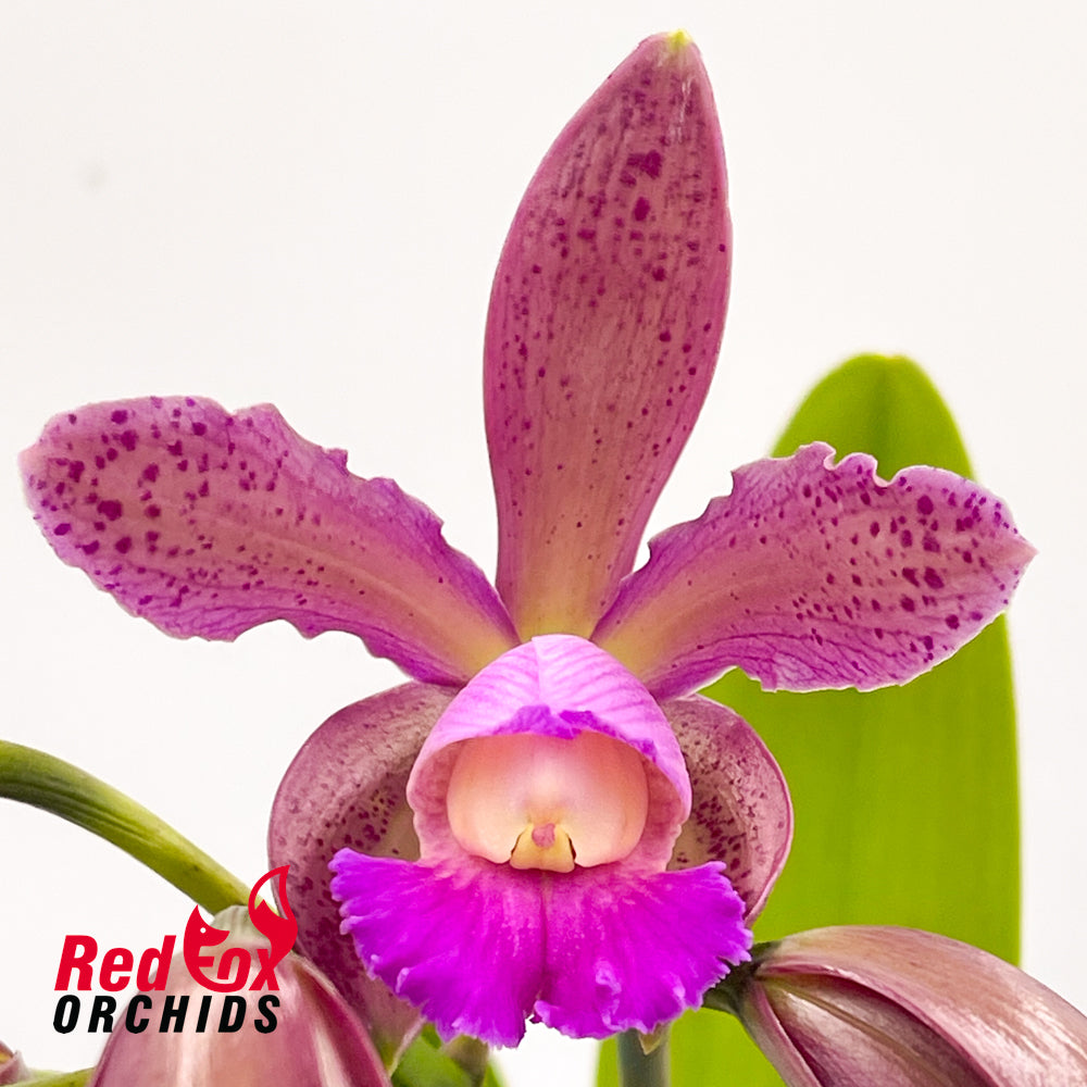 Cattleya Lulu X harrisoniana) X C. tigrina 'Topaz 2 Dark'