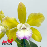 Sophrolaeliocattleya Elisabeth Calov x Brassolaeliocattleya Topaz Sublime 'Tall Icy'