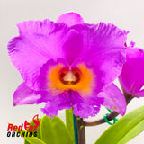 Sophrolaeliocattleya Anne Tapper 'Bette' X C. guttata 'Topaz 2'