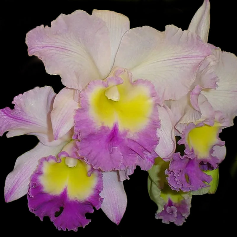 Rhyncholaeliocattleya  Sueno de Amor 'Lea' AM/AOS