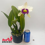 Brassolaeliocattleya Pathum Green