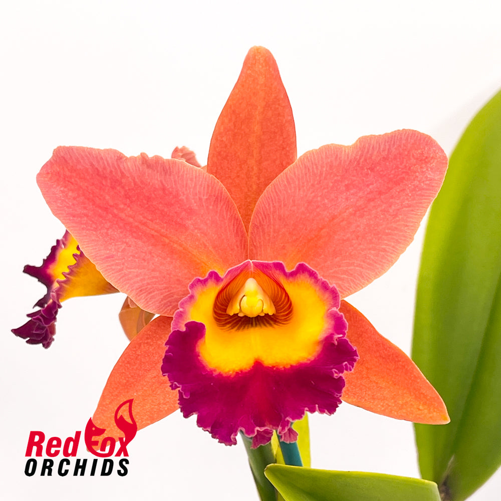 Potinara (Aussie Sunset X Hisako Akatsuka) X Blc. Toshie's Magic 'Hsinying'