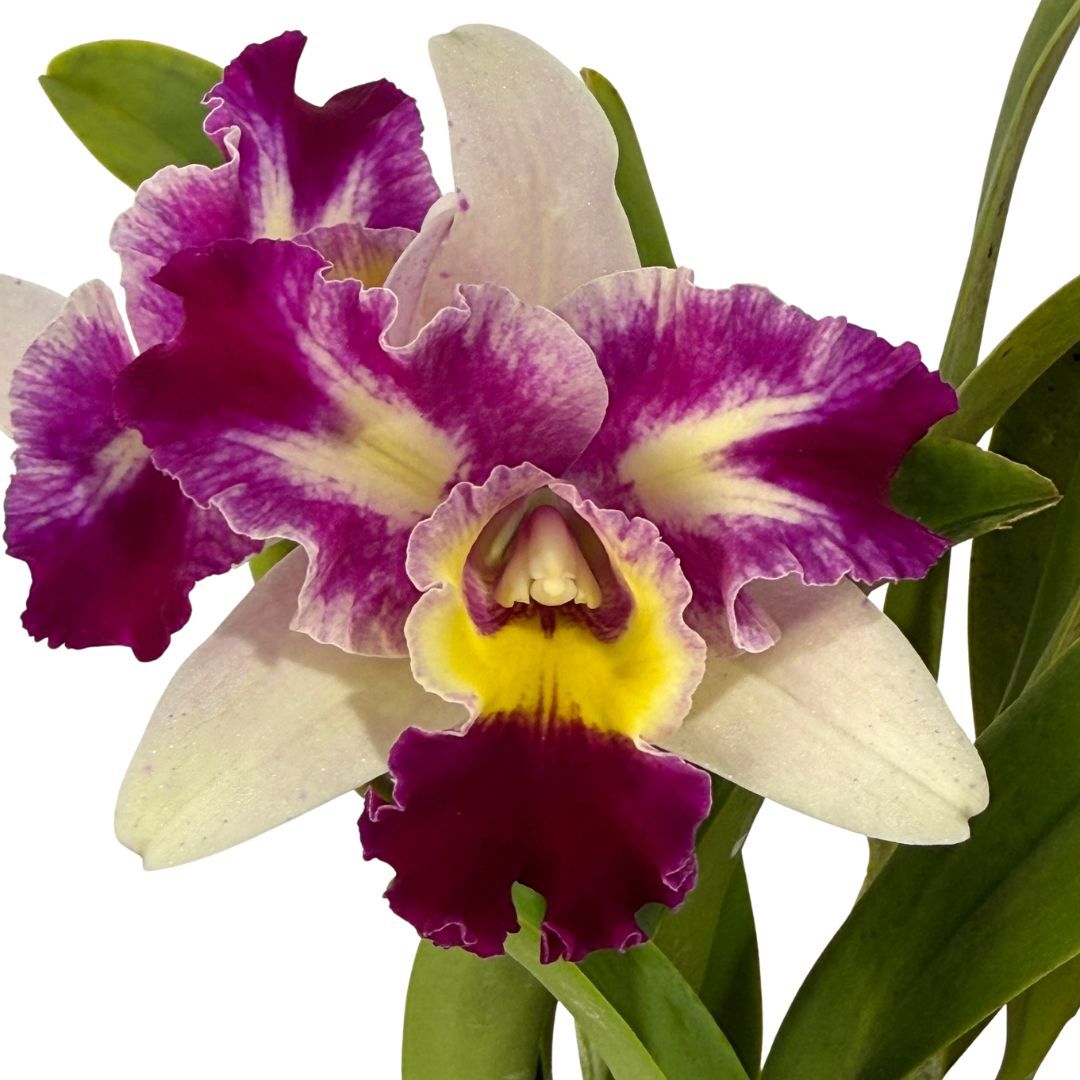 2.0 Laeliocattleya Mari's Song X Blc. Toshie's Magic 'Hsinying'