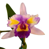 Laeliocattleya Mari's Song X Blc. Toshie's Magic 'Hsinying'