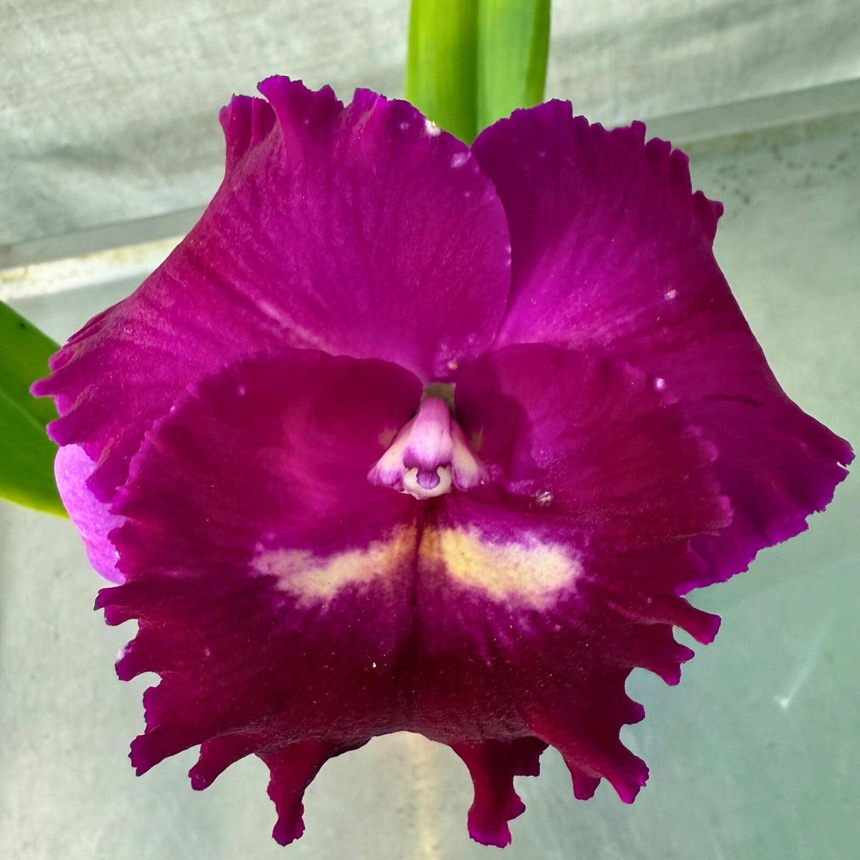 Potinara Hsinying Pink Doll 'Hsinying' X Pot. Hsinying Mini Dancer 'No.1'