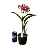 Cattlianthe Susan Holcombe X Ctt. Night Sky