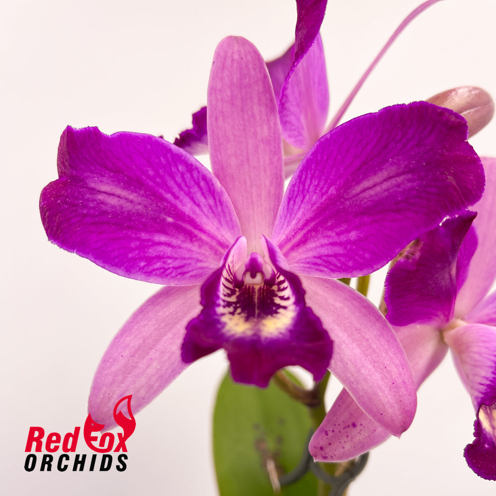 Cattlianthe Susan Holcombe 'Yellow & Red' X Ctt. Night Sky 'Dark Solid Splash'
