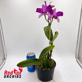 Cattlianthe Susan Holcombe 'Yellow & Red' X Ctt. Night Sky 'Dark Solid Splash'