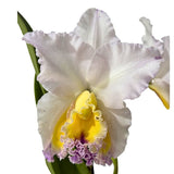 Brassolaeliocattleya (Mari's Song X Glenn Maidment ) X Blc. George King 'Southern Cross'
