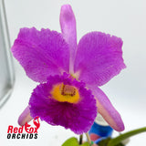 Brassolaeliocattleya Burdekin Delight 'Dreamtime' X Blc. Young Kong 'Sun'
