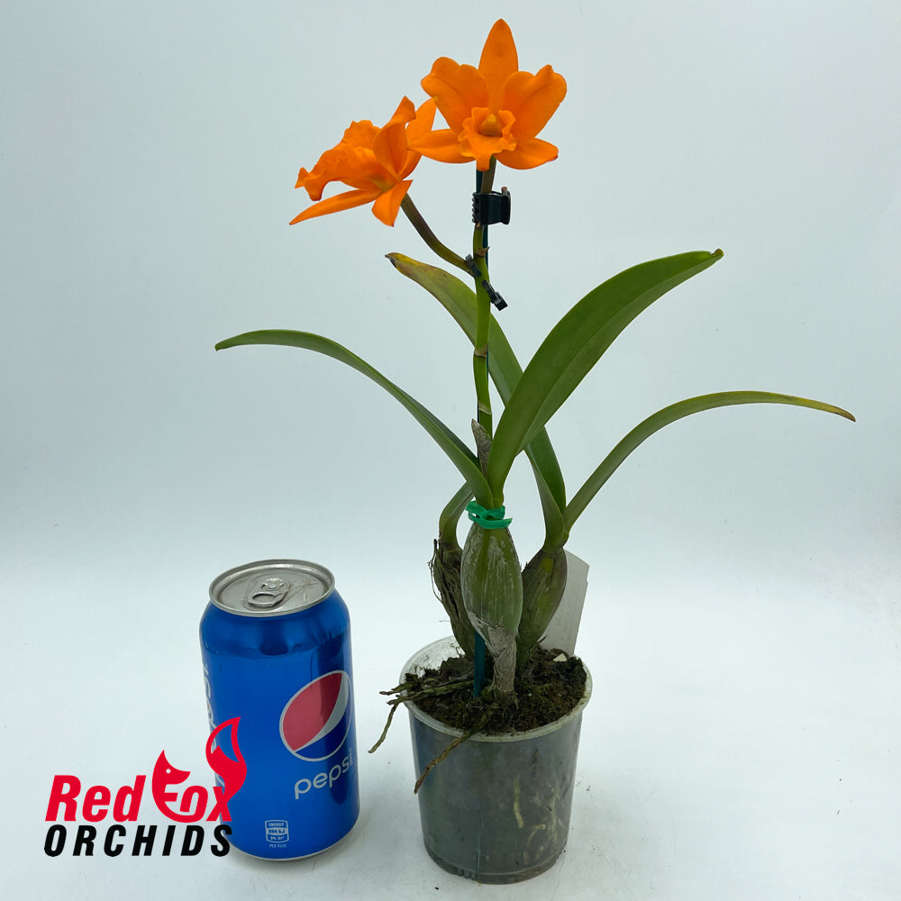 Rhyncattleanthe Tsiku Lily