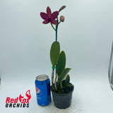 Rhyncattleanthe Lovely Toshie 'H&R' X Ctt. Night Sky 'VG Dark Splash'