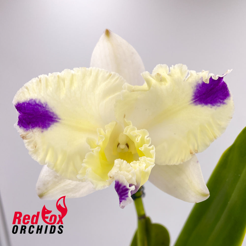 Brassolaeliocattleya (Mari's Song X Glenn Maidment) X Blc. (loddigesii 'Nina' X Burdekin Dawn 'First Light')