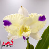 Brassolaeliocattleya (Mari's Song X Glenn Maidment) X Blc. (loddigesii 'Nina' X Burdekin Dawn 'First Light')