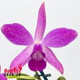 Brassolaeliocattleya (Fuchs Orange Nuggett X Young-Min Orange) 'Super Orange Cluster' X C. Topaz Acclaim 'BFTD'