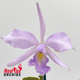 Laeliocattleya Nikolita Portilla