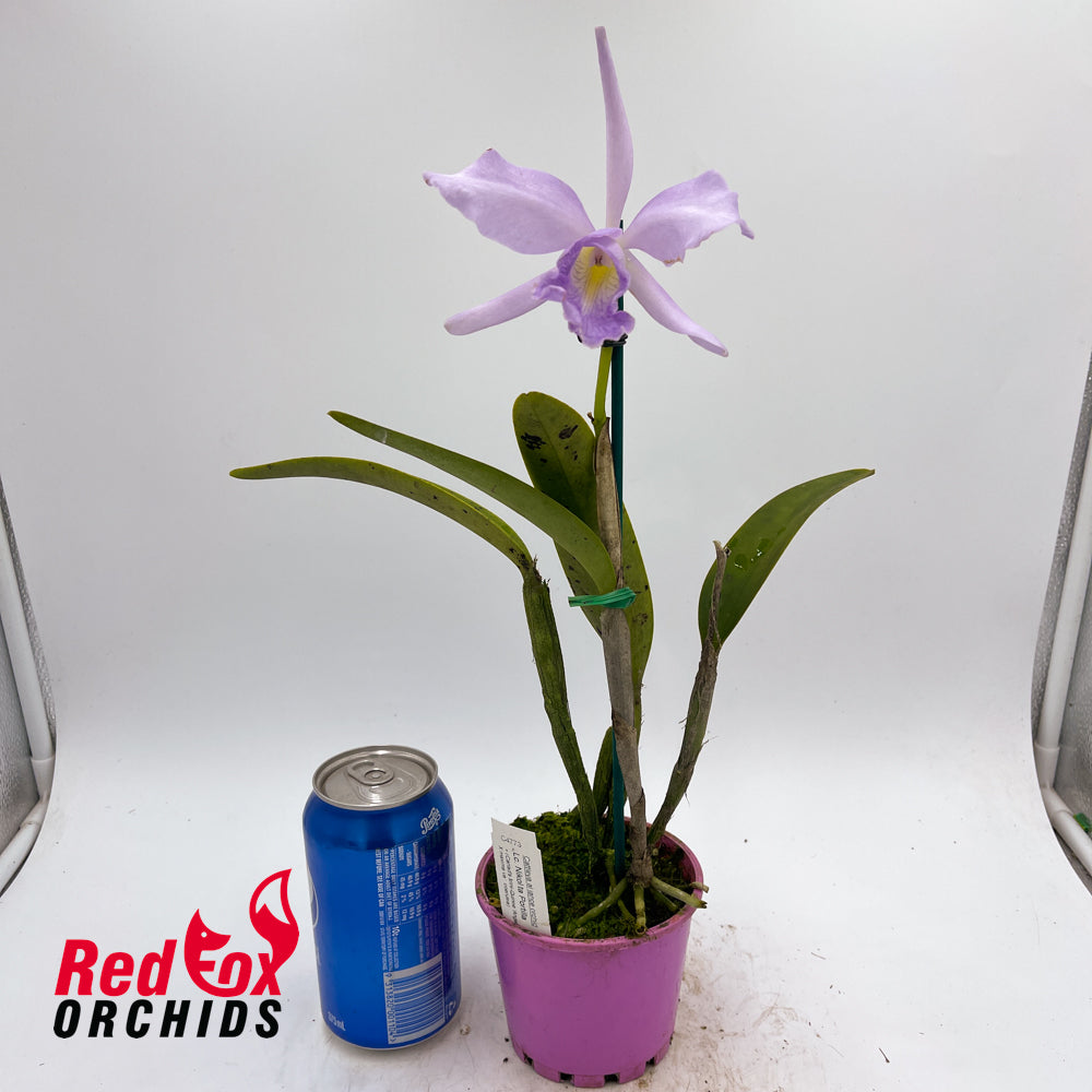 Laeliocattleya Nikolita Portilla