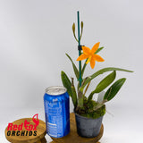 Sophrolaeliocattleya Wasp Nest x Cattleya harpophylla