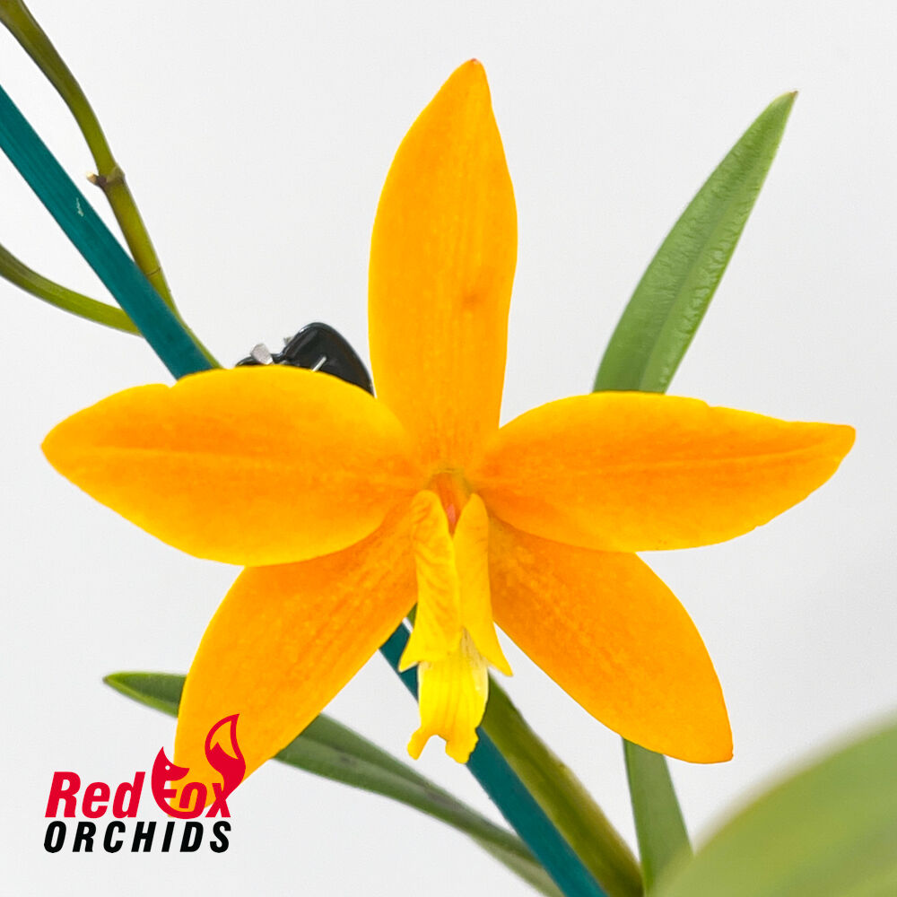 Sophrolaeliocattleya Wasp Nest x Cattleya harpophylla