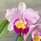 Laeliocattleya (Memoria Ralph Yagi 'Feb' X Aussie Sunset) 'VG Open Display' X Lc. Topaz Fancy