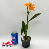 Brassolaeliocattleya (Fuchs Orange Nuggett X Young-Min Orange) 'Flora' X Lc. Trick or Treat