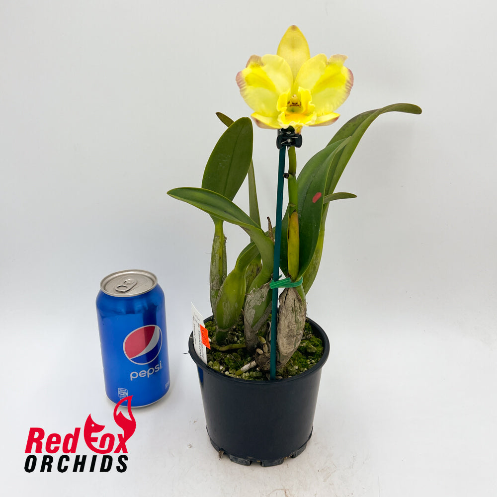 Brassolaeliocattleya Rosella's Lovely Sunset X Blc. Morning Bird