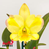 Brassolaeliocattleya Rosella's Lovely Sunset X Blc. Morning Bird