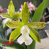 Epicattleya Natura