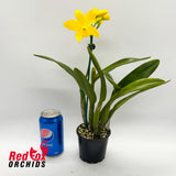 Brassolaeliocattleya Love Sound 'Dogashima' AM/AOS X Blc. Gold Star 'SVO' (4n)