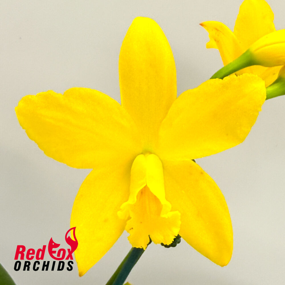 Brassolaeliocattleya Love Sound 'Dogashima' AM/AOS X Blc. Gold Star 'SVO' (4n)