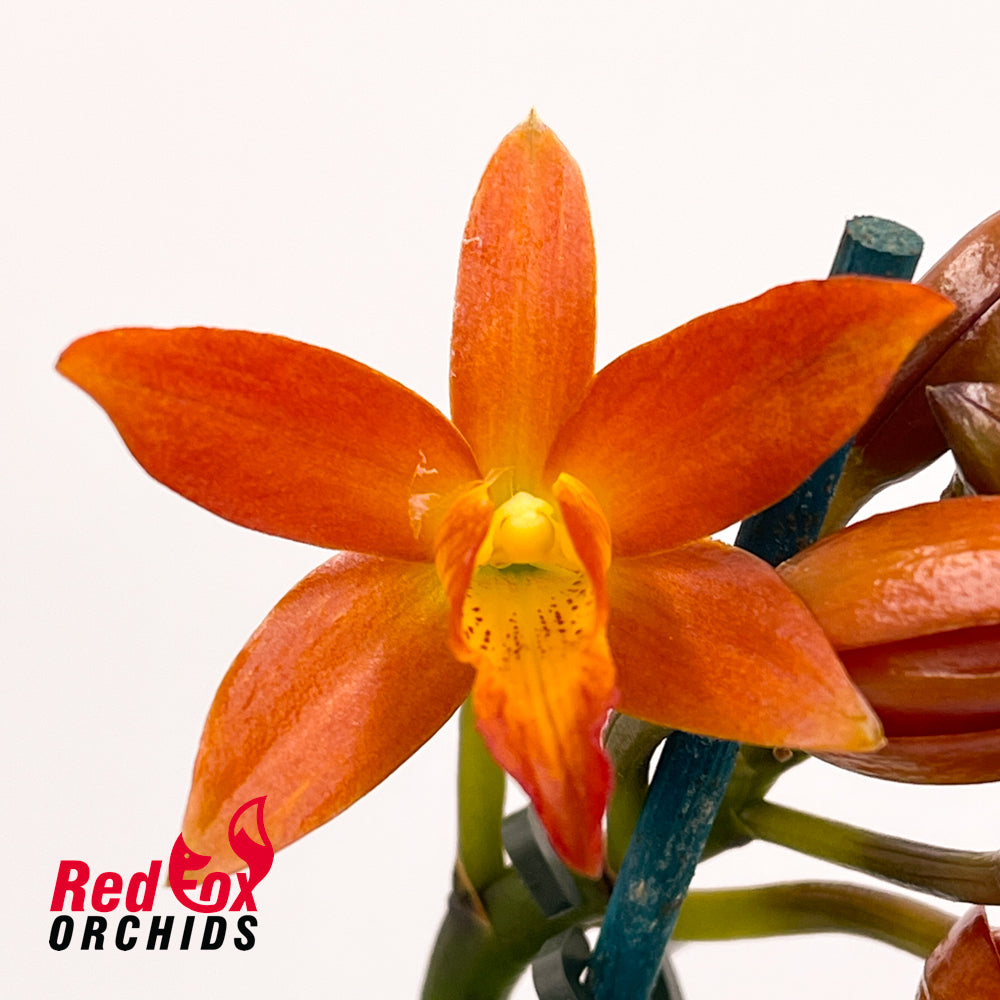 Sophrolaeliocattleya Golden Treat 'SVO' X Lc. Trick or Treat 'Orange Magic' AM-AOS