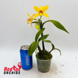 Brassolaeliocattleya Guess What 'SVO' AM/AOS X Blc. Gold Star 'SVO' (4n)