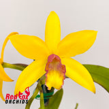 Brassolaeliocattleya Guess What 'SVO' AM/AOS X Blc. Gold Star 'SVO' (4n)