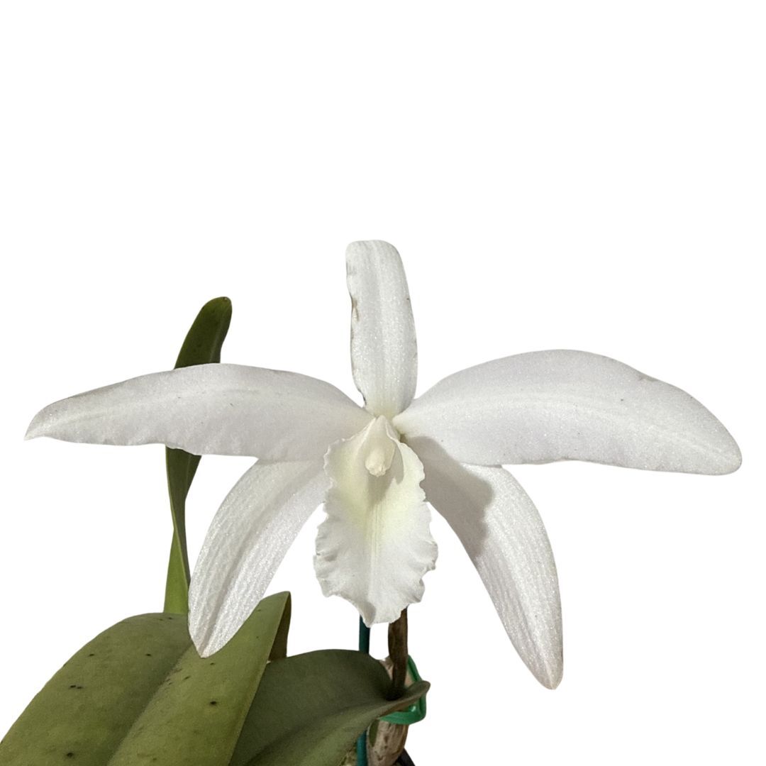 Sophrolaeliocattleya Kagaribi Dawn 'Red Star' x Brassolaeliocattleya Gold Star 'SVO' HCC/AOS