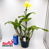 Laeliocattleya Tropical Aurora 'SVO' X Pot. (Yellow Ball X Burana Beauty) 'Spectacular Bird'