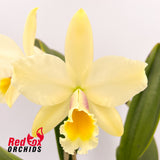 Brassolaeliocattleya Kaboom