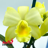 Brassolaeliocattleya Kaboom