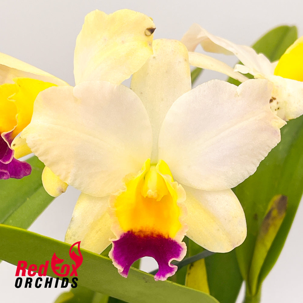 Laeliocattleya Magic Melody 'SVO' AM/AOS X Blc. Love Sound 'Dogashima' AM/AOS