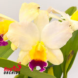 Laeliocattleya Magic Melody 'SVO' AM/AOS X Blc. Love Sound 'Dogashima' AM/AOS