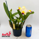 Laeliocattleya Magic Melody 'SVO' AM/AOS X Blc. Love Sound 'Dogashima' AM/AOS